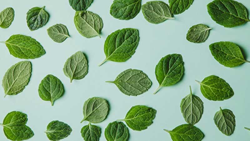 fresh mint leaves against green background